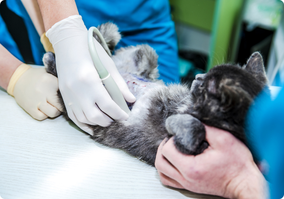 Направлення на ультразвукову діагностику