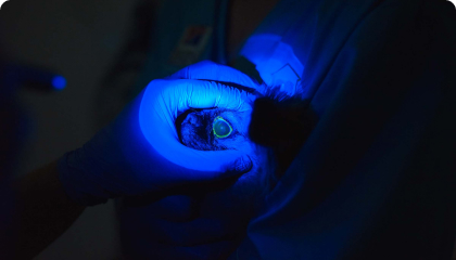 Офтальмологія