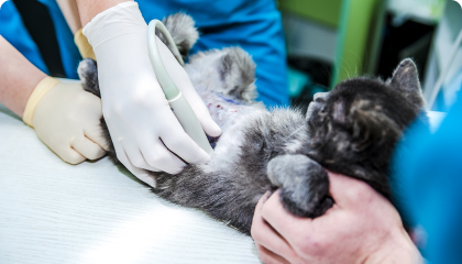 Ультразвукова діагностика