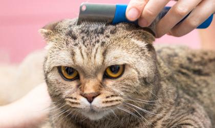 Грумінг ваших домашніх улюбленців