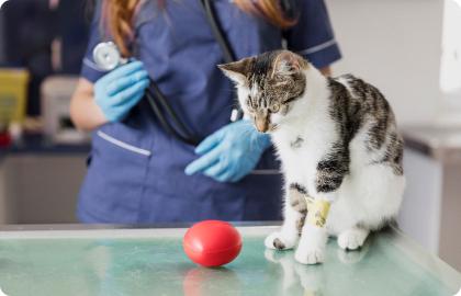 Рекомендації щодо догляду за котами